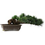 Pinus parviflora, 14,5 cm, ± 20 years old