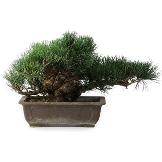Pinus parviflora, 23,5 cm, ± 20 years old