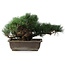 Pinus parviflora, 23,5 cm, ± 20 jaar oud
