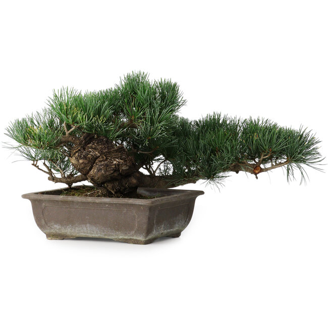 Pinus parviflora, 23,5 cm, ± 20 anni