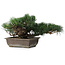 Pinus parviflora, 23,5 cm, ± 20 anni