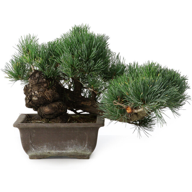 Pinus parviflora, 23,5 cm, ± 20 anni