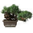 Pinus parviflora, 23,5 cm, ± 20 anni