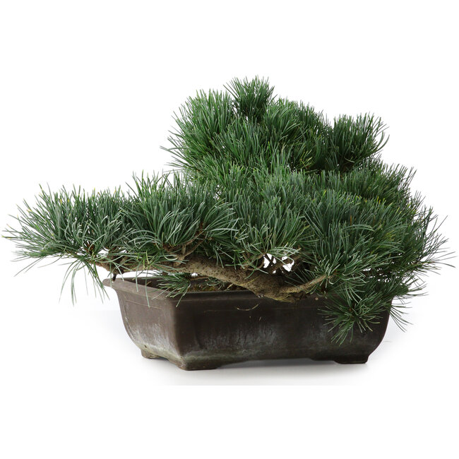 Pinus parviflora, 23,5 cm, ± 20 anni