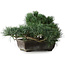 Pinus parviflora, 23,5 cm, ± 20 anni