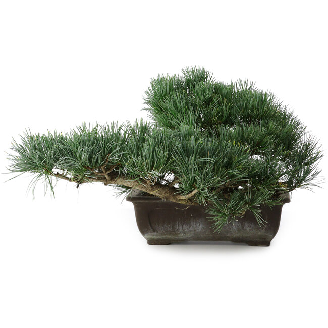 Pinus parviflora, 23,5 cm, ± 20 jaar oud