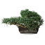 Pinus parviflora, 23,5 cm, ± 20 anni