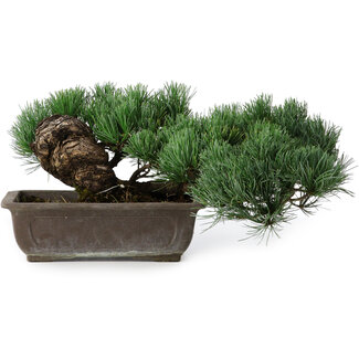 Pinus parviflora, 17,5 cm, ± 20 años de edad