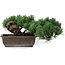 Pinus parviflora, 17,5 cm, ± 20 anni, in vaso con un angolo mancante