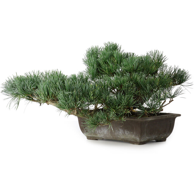 Pinus parviflora, 23,5 cm, ± 20 years old