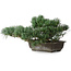Pinus parviflora, 23,5 cm, ± 20 anni