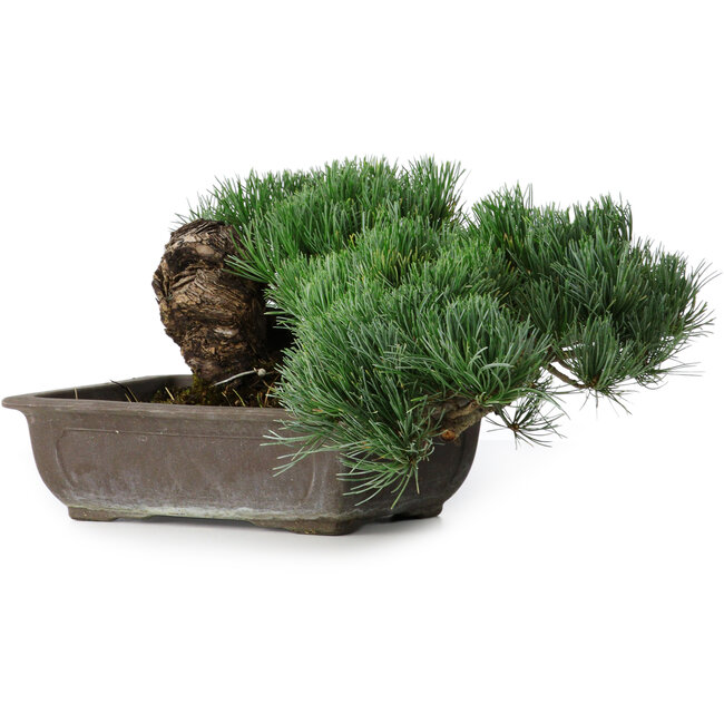 Pinus parviflora, 17,5 cm, ± 20 jaar oud, in een pot met een ontbrekende hoek.