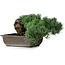 Pinus parviflora, 17,5 cm, ± 20 anni, in vaso con un angolo mancante