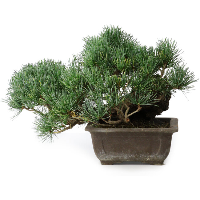 Pinus parviflora, 23,5 cm, ± 20 jaar oud