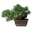 Pinus parviflora, 23,5 cm, ± 20 anni