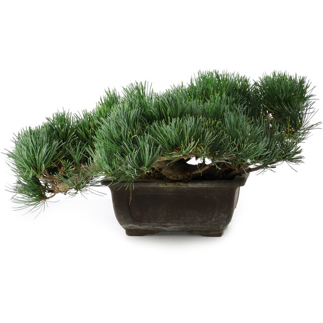 Pinus parviflora, 17,5 cm, ± 20 jaar oud, in een pot met een ontbrekende hoek.