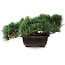 Pinus parviflora, 17,5 cm, ± 20 anni, in vaso con un angolo mancante