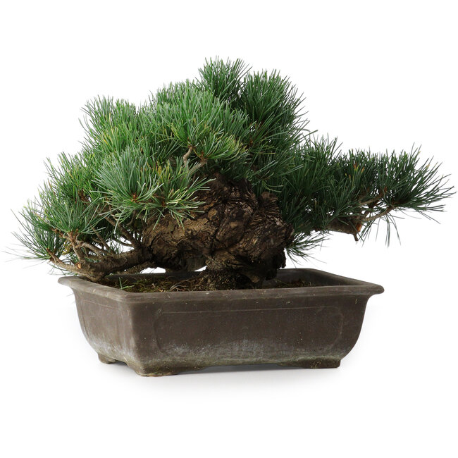 Pinus parviflora, 23,5 cm, ± 20 years old