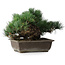 Pinus parviflora, 23,5 cm, ± 20 years old