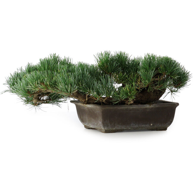 Pinus parviflora, 17,5 cm, ± 20 anni, in vaso con un angolo mancante