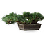 Pinus parviflora, 17,5 cm, ± 20 anni, in vaso con un angolo mancante