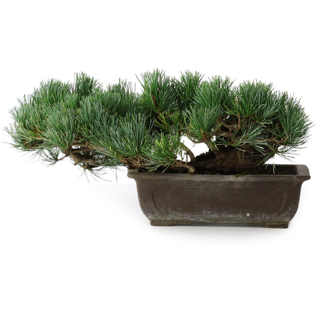 Pinus parviflora, 17,5 cm, ± 20 anni, in vaso con un angolo mancante