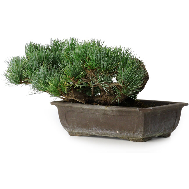Pinus parviflora, 17,5 cm, ± 20 anni, in vaso con un angolo mancante