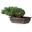 Pinus parviflora, 17,5 cm, ± 20 jaar oud, in een pot met een ontbrekende hoek.
