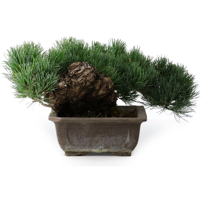 Pinus parviflora, 17,5 cm, ± 20 anni, in vaso con un angolo mancante