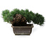 Pinus parviflora, 17,5 cm, ± 20 anni, in vaso con un angolo mancante