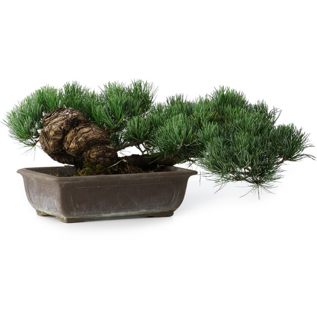 Pinus parviflora, 17,5 cm, ± 20 years old, in a pot with a missing corner