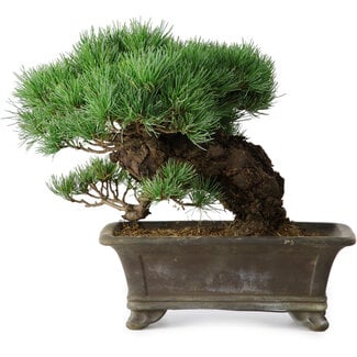 Pinus parviflora, 27 cm, ± 20 years old