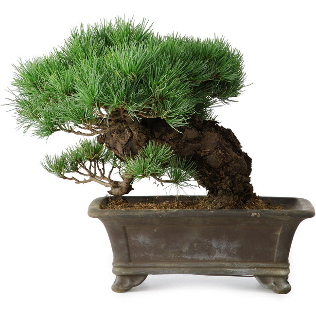 Pinus parviflora, 27 cm, ± 20 years old