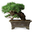 Pinus parviflora, 27 cm, ± 20 years old