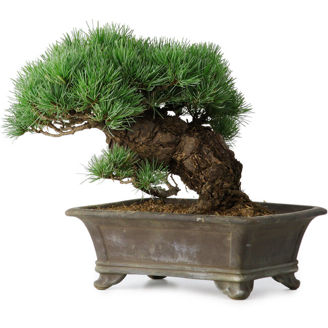 Pinus parviflora, 27 cm, ± 20 years old