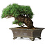 Pinus parviflora, 27 cm, ± 20 years old
