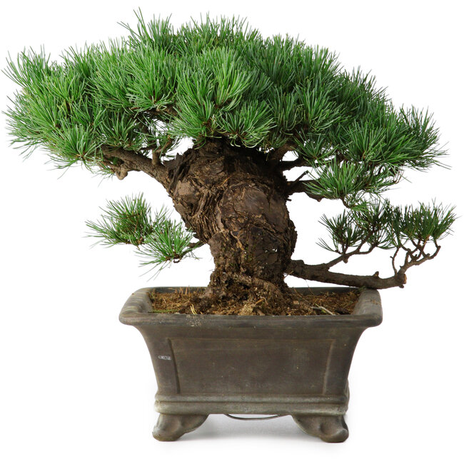 Pinus parviflora, 27 cm, ± 20 years old