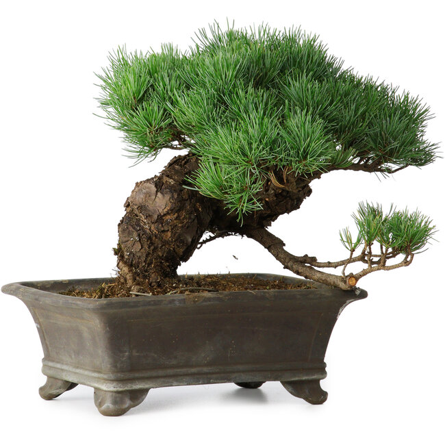 Pinus parviflora, 27 cm, ± 20 years old