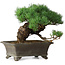 Pinus parviflora, 27 cm, ± 20 years old
