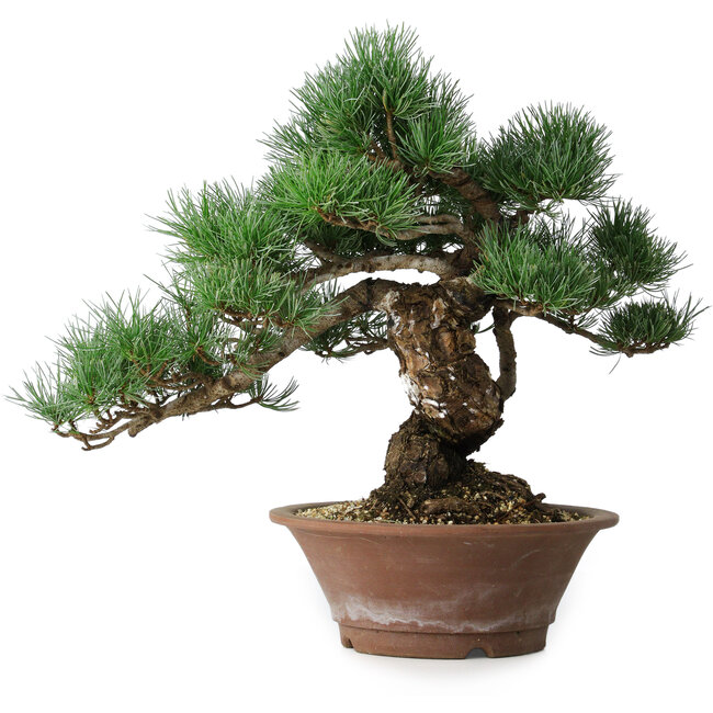 Pinus parviflora, 36 cm, ± 20 years old