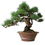 Pinus parviflora, 36 cm, ± 20 years old