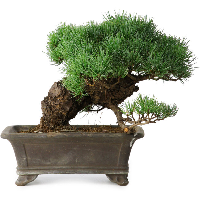 Pinus parviflora, 27 cm, ± 20 years old