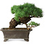 Pinus parviflora, 27 cm, ± 20 years old