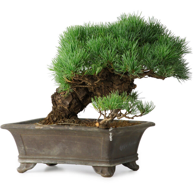 Pinus parviflora, 27 cm, ± 20 years old
