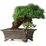 Pinus parviflora, 27 cm, ± 20 years old