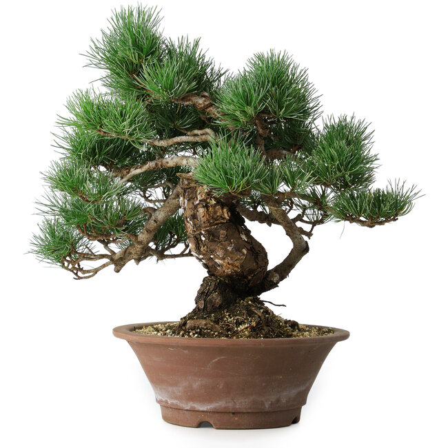 Pinus parviflora, 36 cm, ± 20 years old