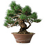 Pinus parviflora, 36 cm, ± 20 years old