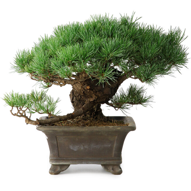 Pinus parviflora, 27 cm, ± 20 years old