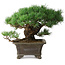 Pinus parviflora, 27 cm, ± 20 years old
