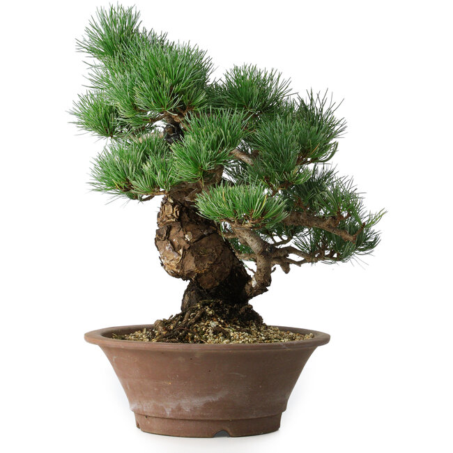 Pinus parviflora, 36 cm, ± 20 years old